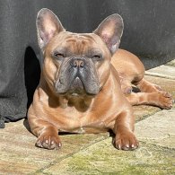 French Bulldog