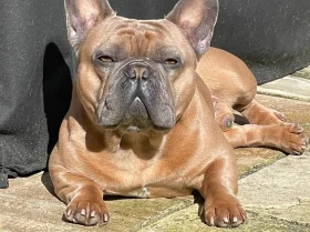 French Bulldog