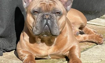 French Bulldog