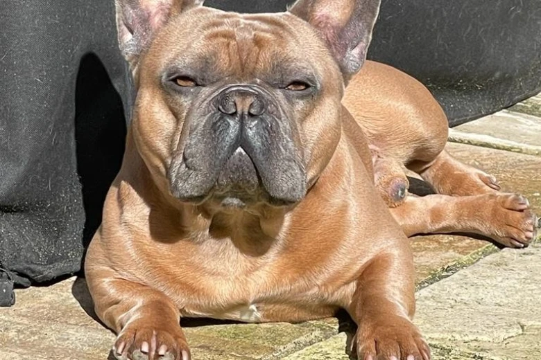 French Bulldog
