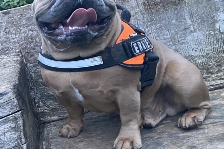 French Bulldog
