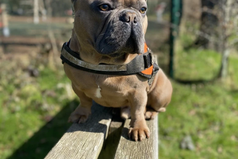 French Bulldog