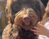 Labradoodle