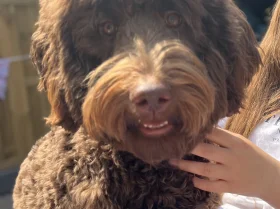 Labradoodle