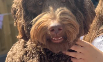 Labradoodle