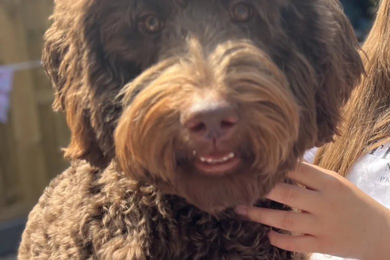 Labradoodle