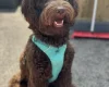 Labradoodle