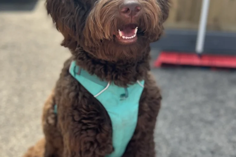Labradoodle