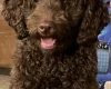Labradoodle