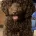 Labradoodle