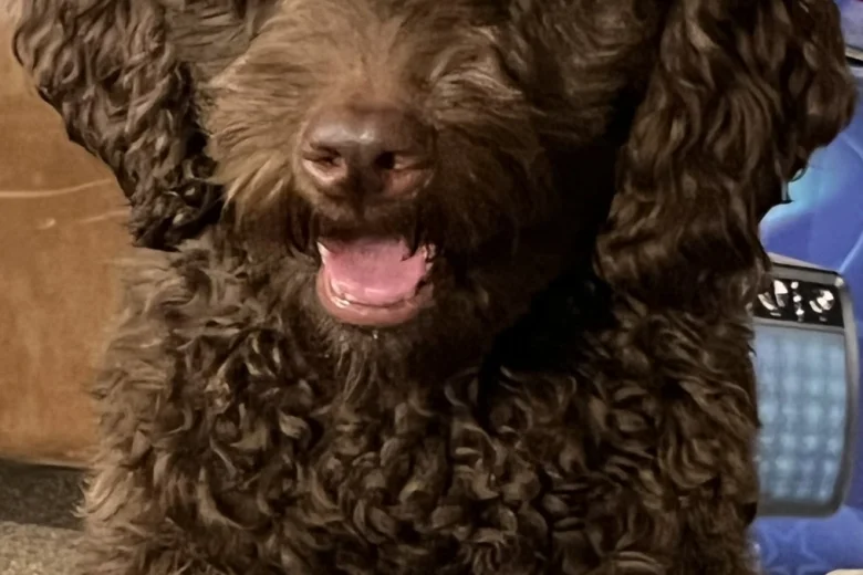 Labradoodle