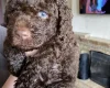 Labradoodle
