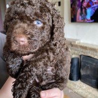 Labradoodle