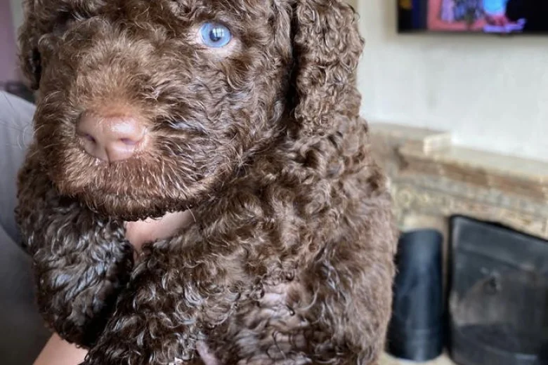 Labradoodle