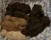 Labradoodle
