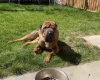 Shar Pei