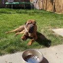 Shar Pei