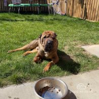 Shar Pei