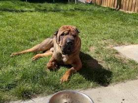 Shar Pei