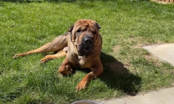 Shar Pei