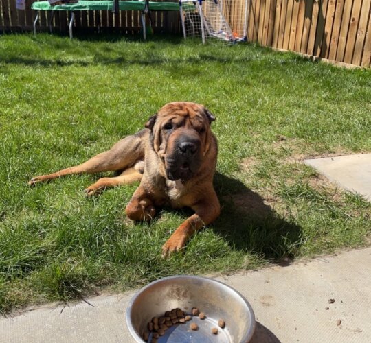 Shar Pei