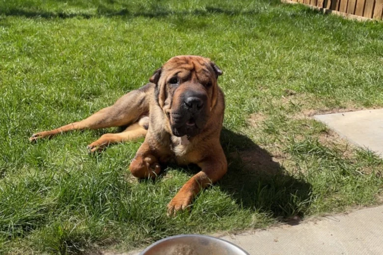 Shar Pei