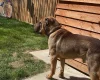 Shar Pei