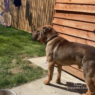 Shar Pei