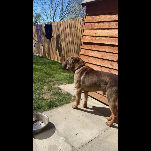 Shar Pei