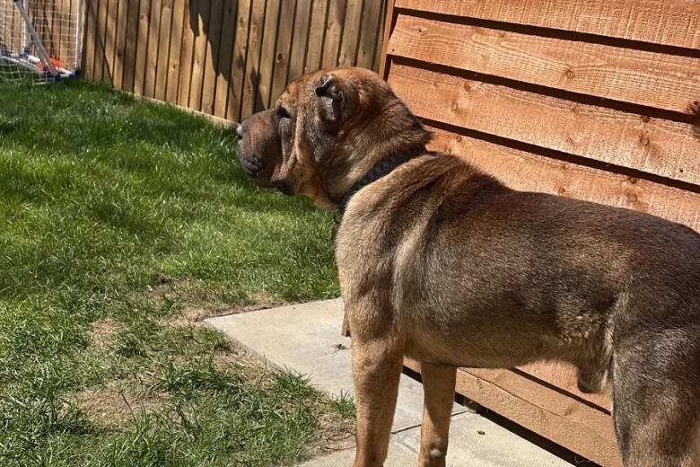 Shar Pei