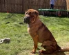 Shar Pei