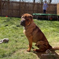 Shar Pei