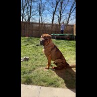 Shar Pei