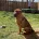 Shar Pei
