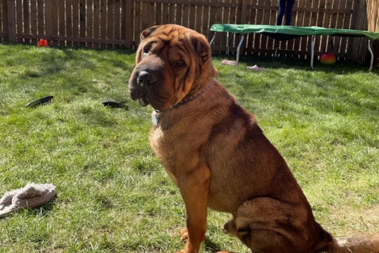 Shar Pei