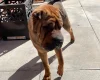 Shar Pei