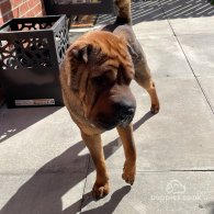 Shar Pei