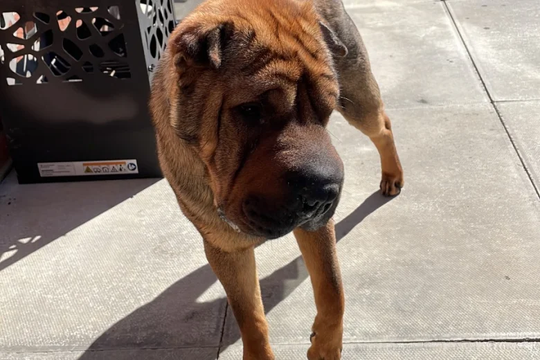 Shar Pei