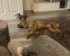 Shar Pei