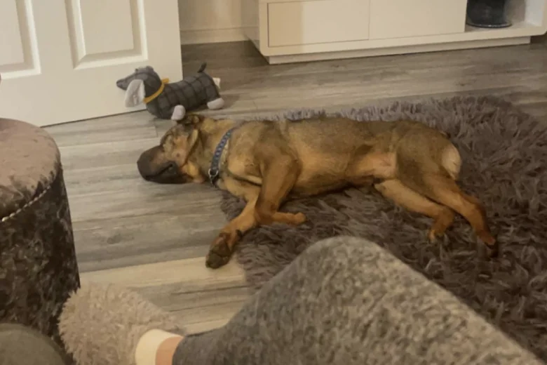 Shar Pei