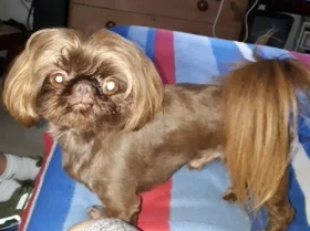 Shih Tzu