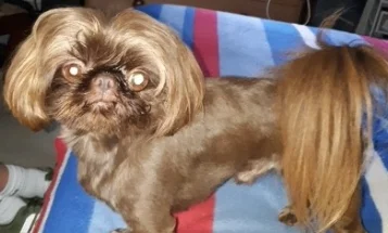 Shih Tzu