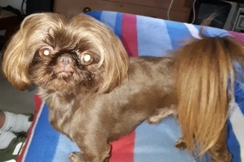 Shih Tzu