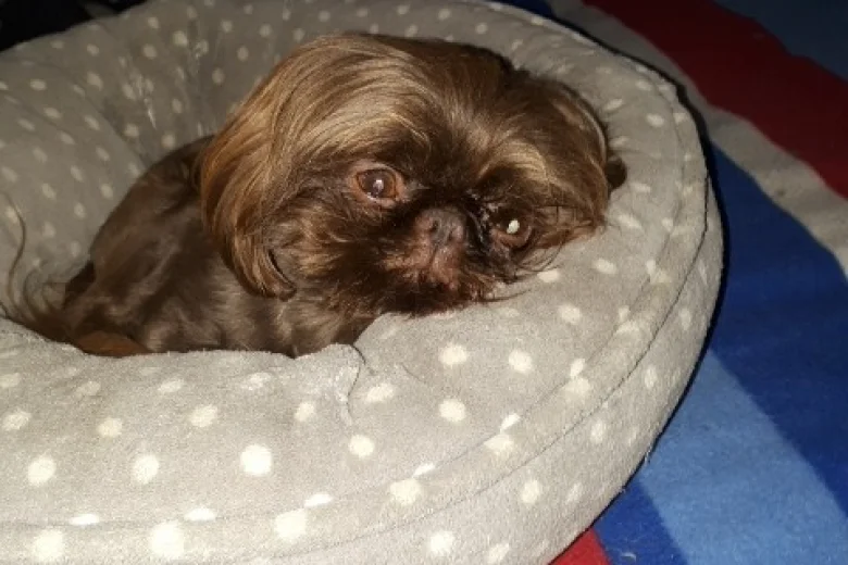 Shih Tzu