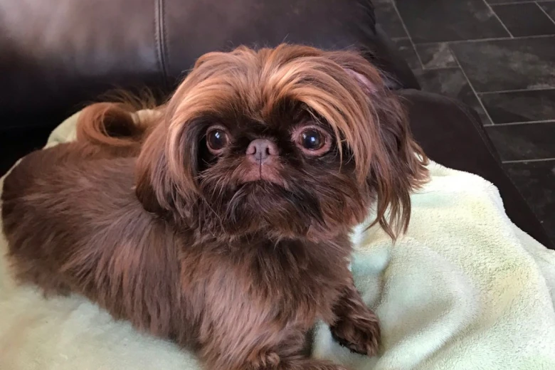 Shih Tzu