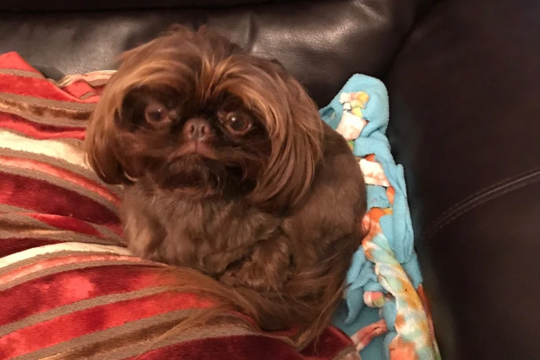 Shih Tzu