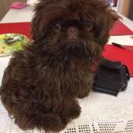 Shih Tzu