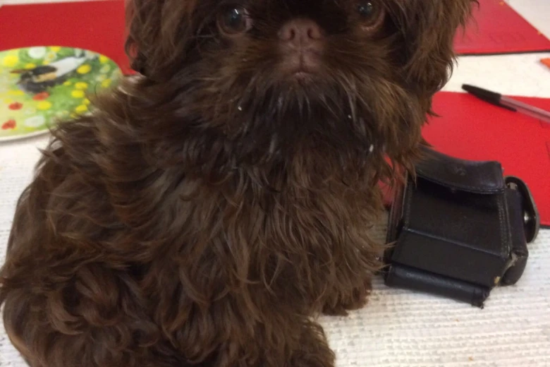 Shih Tzu