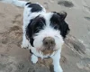 Bearded Collie
