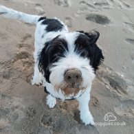 Bearded Collie